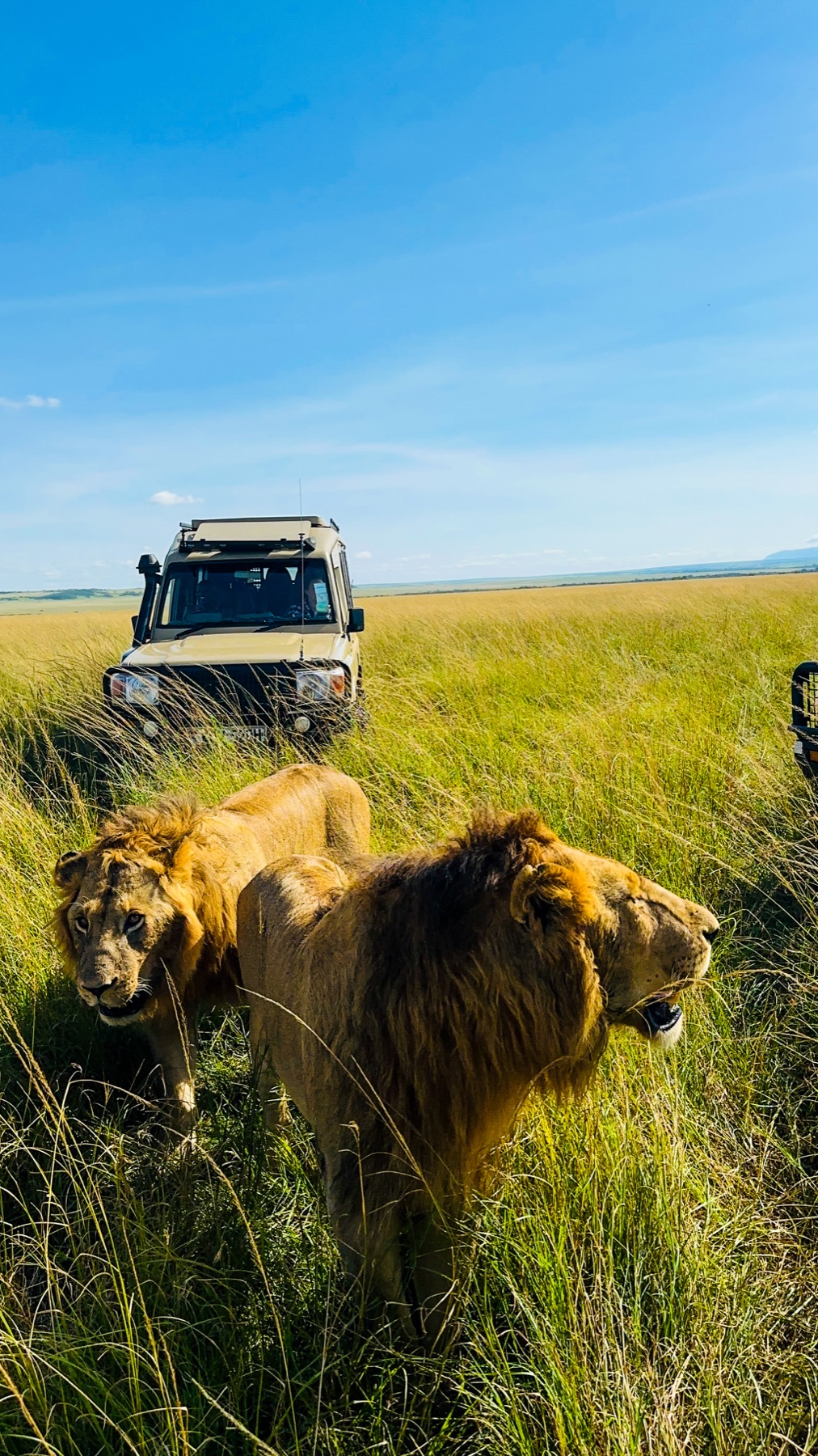 Two lions beside a safari vehicle, photographed by Daniel