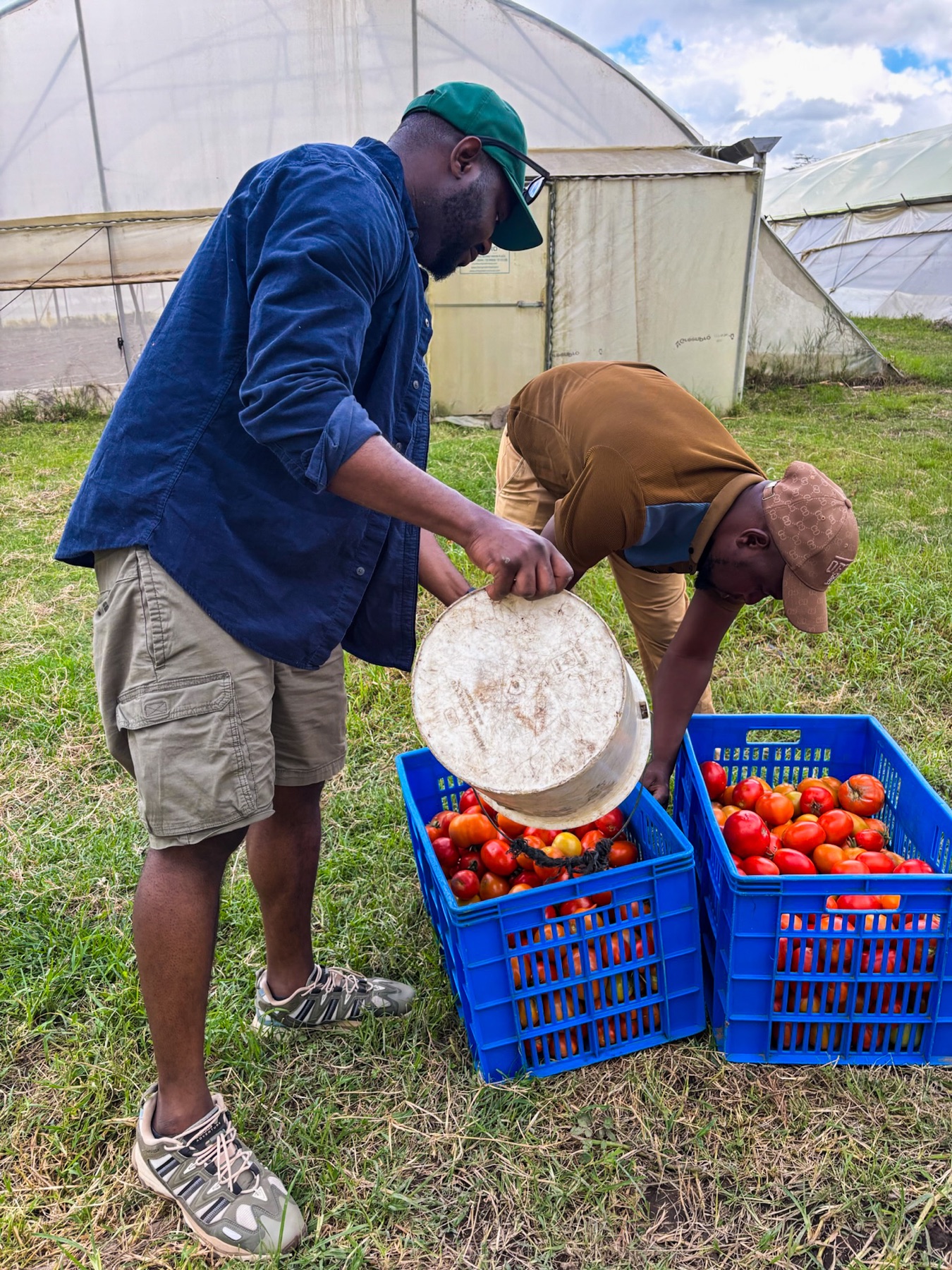Daniel helping to collect fresh tomatoes during a farm visit